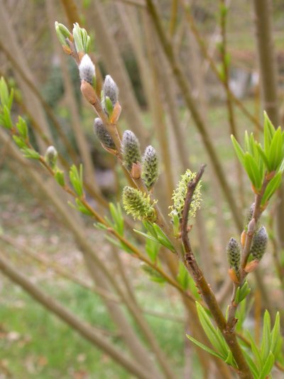 Salix viminalis