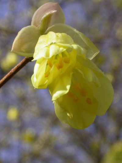 Corylopsis pauciflora