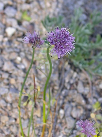 Allium strictum