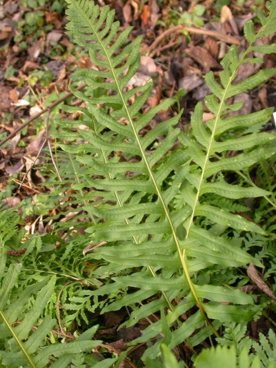 Polypodium interjectum cv. Cornubiense