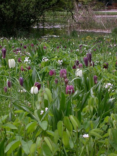 Fritillaria meleagris