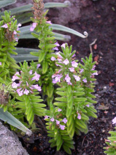 Micromeria pineolens