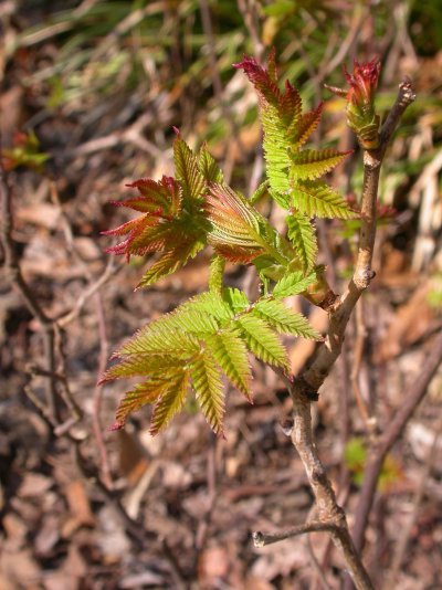 Sorbaria sorbifolia