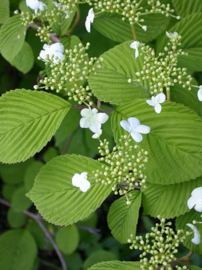 Viburnum sieboldii