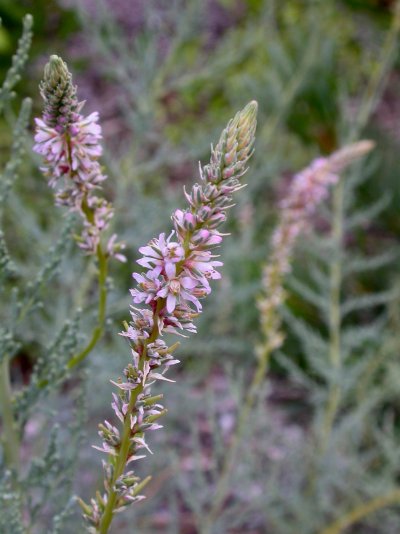 Myricaria germanica