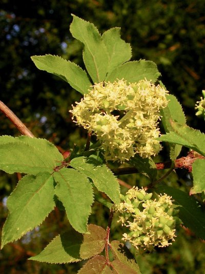Sambucus racemosa