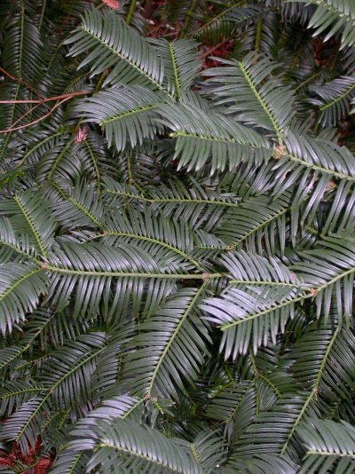 Cephalotaxus fortunei