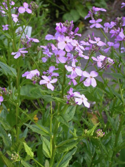 Hesperis matronalis