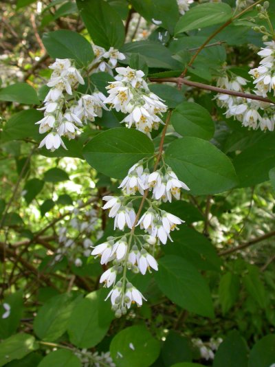 Deutzia scabra