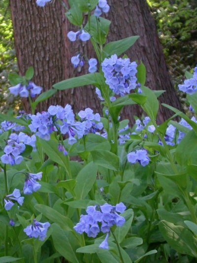 Mertensia virginica