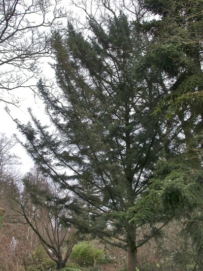 Picea alcoquiana