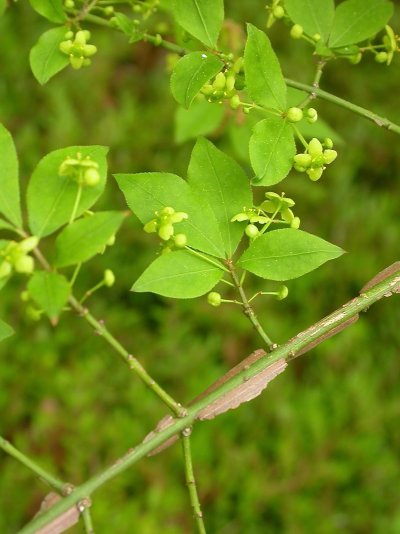 Euonymus alatus