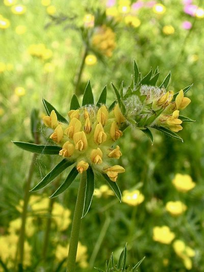 Anthyllis vulneraria