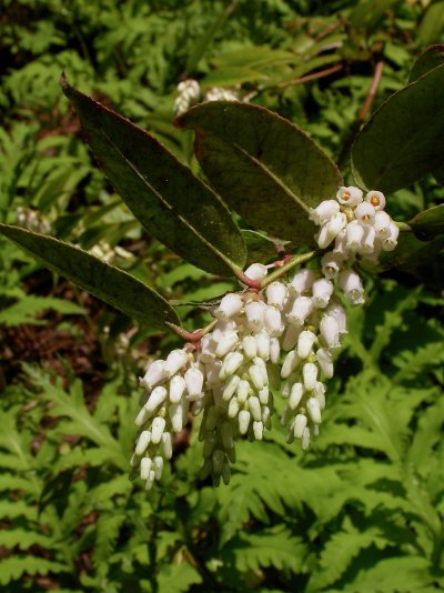 Leucothoe axillaris