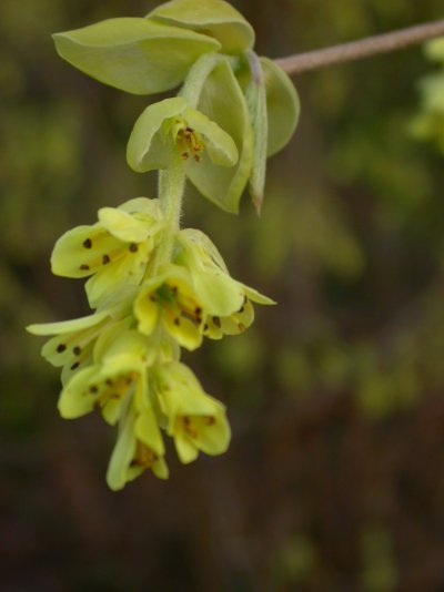 Corylopsis spicata