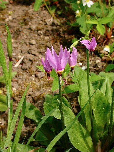 Dodecatheon meadia