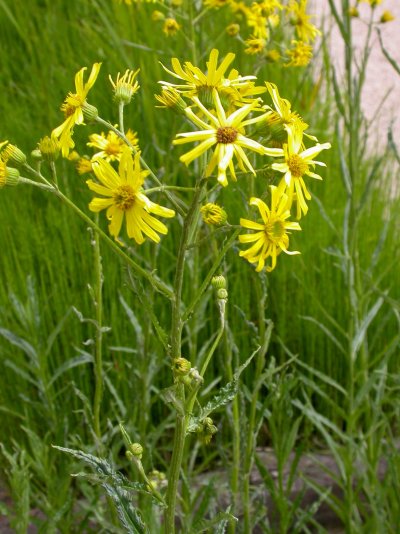 Senecio paludosus  subsp. angustifolius