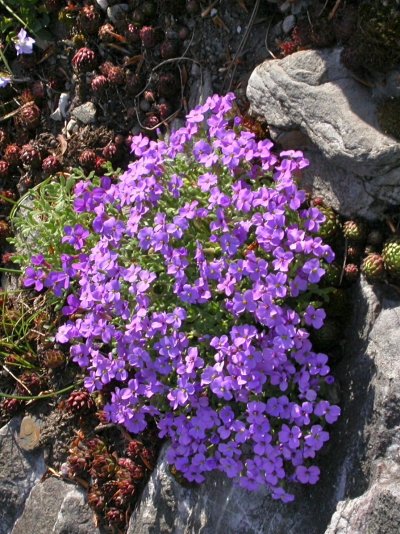 Aubretia columnae - Hybride