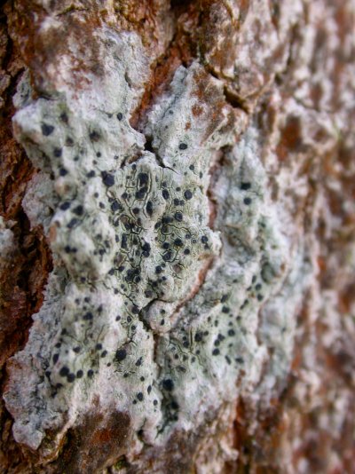 Lecidella elaeochroma