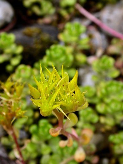 Sedum oreganum