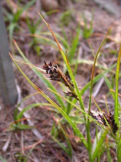 Luzula pediformis