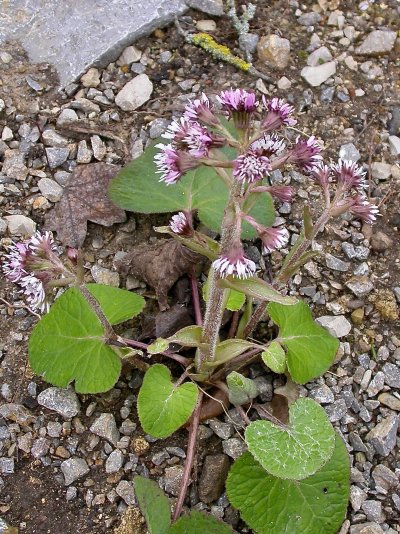 Petasites pyrenaicus