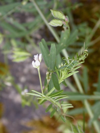 Vicia hirsuta