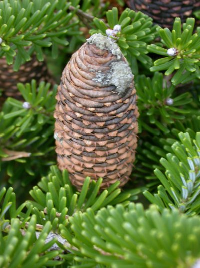 Abies koreana