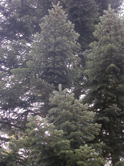 Abies nordmanniana