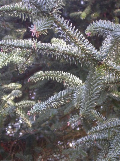 Abies pinsapo cv. Kelleriis