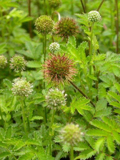 Acaena novae-zelandiae