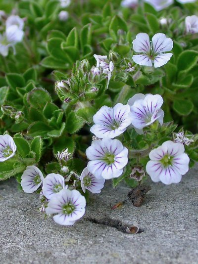 Acanthophyllum cerastioides (=Gypsophila cerastioides)