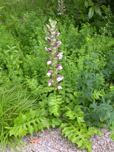 Acanthus hungaricus