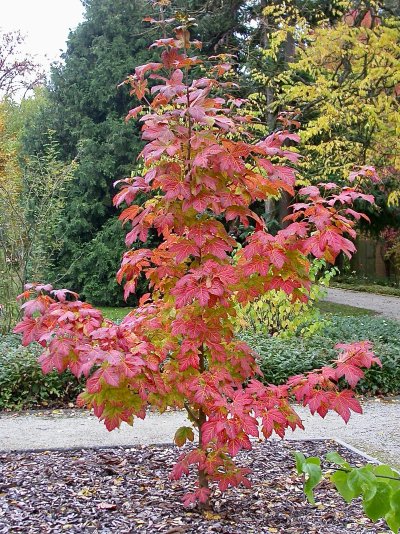 Acer diabolicum