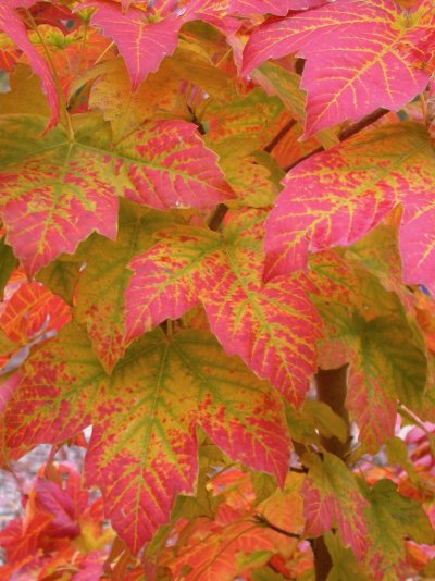 Acer diabolicum