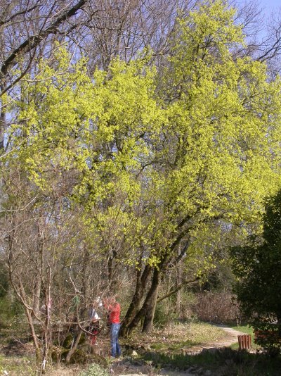 Acer monspessulanum