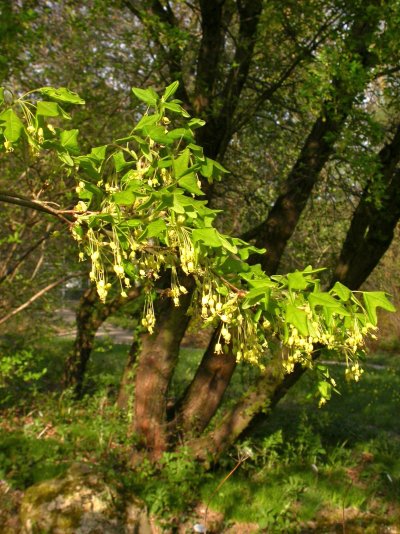 Acer monspessulanum