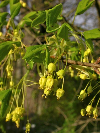Acer monspessulanum