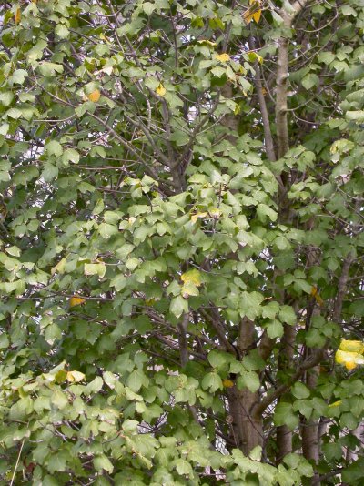 Acer obtusifolium