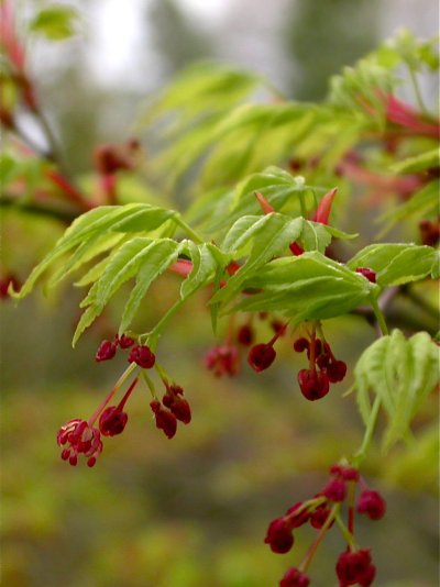 Acer palmatum