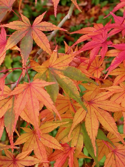 Acer palmatum subsp. palmatum