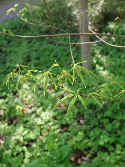 Acer pentaphyllum