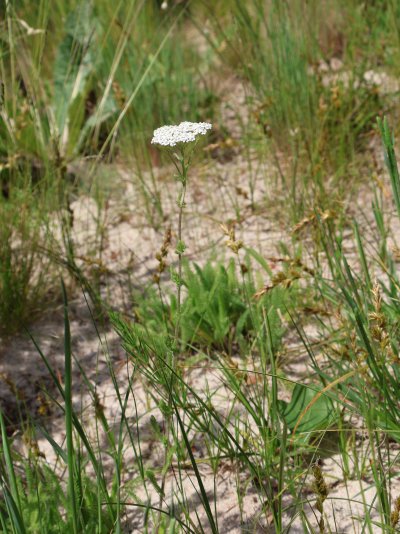 Achillea setacea