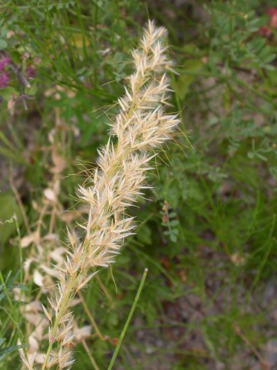 Achnatherum calamagrostis (=Stipa calamagrostis)