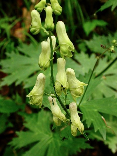 Aconitum lycoctonum