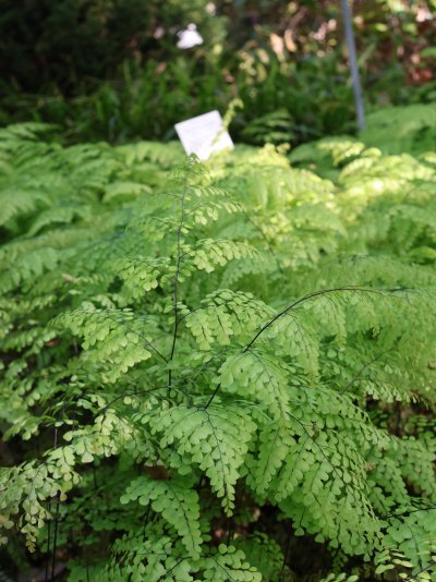 Adiantum venustum 