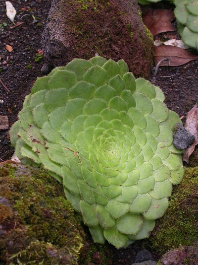 Aeonium tabuliforme