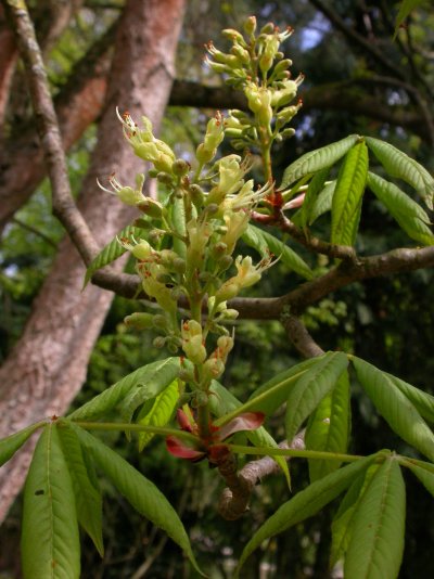 Aesculus glabra