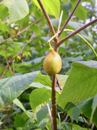 Aesculus parviflora