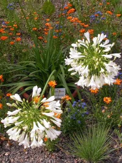 Agapanthus africanus